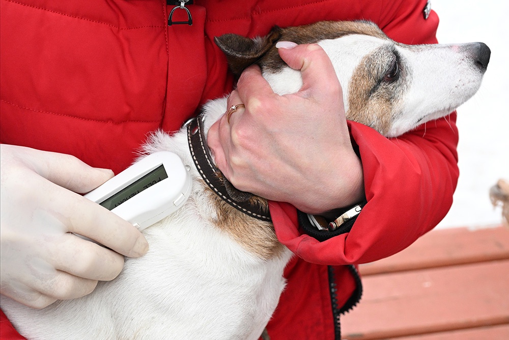 В ЕС сделали обязательным микрочипирование для собак и кошек