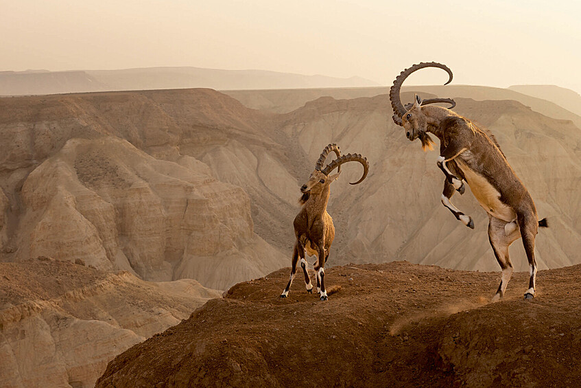Победитель в категории «Животные в окружающей среде». «Жизнь на грани». Пустыня Син, Израиль. Два нубийских козла сражались на скале около 15 минут, прежде чем один из них сдался, и они разошлись без серьезных травм