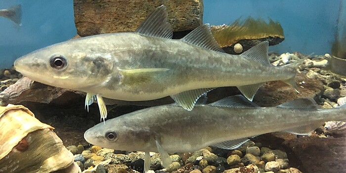 Рыба на дороге: на Сахалине из фуры вывалились килограммы наваги