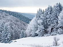 Бродячие собаки напали на мальчика — его спас прохожий