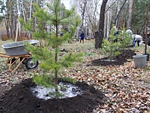 В Омске впервые начнут высаживать деревья из муниципального лесопитомника
