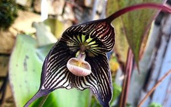 Орхидея-вампир расцвела в «Аптекарском огороде»