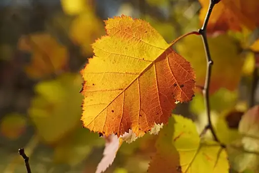 Народные приметы на 11 ноября: что нельзя делать в этот день