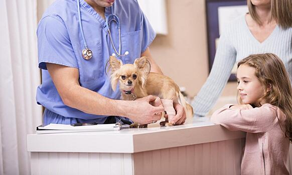 Переломы у питомцев: хирург о лечении и уходе