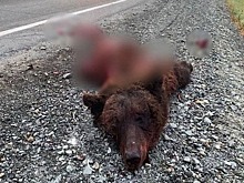 «Должен ответить»: раздавивший медведя дальнобойщик разыскивается в Новосибирской области