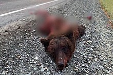«Должен ответить»: раздавивший медведя дальнобойщик разыскивается в Новосибирской области