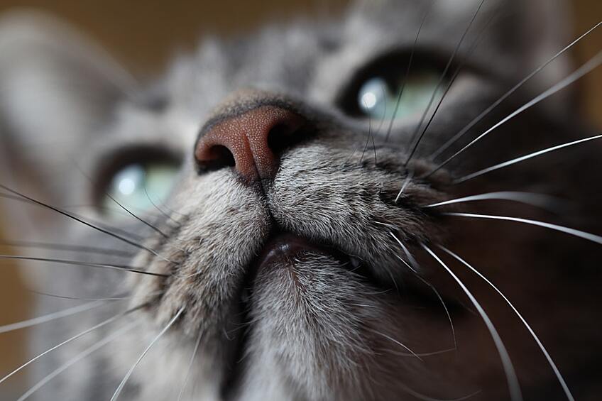 Поверхность носа у котика так же уникальна, как отпечатки пальцев у людей.