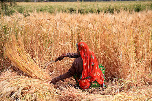 В Индии объявили о начале общенациональной забастовки фермеры