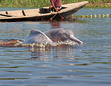 Деятельность человека угрожает амазонским дельфинам