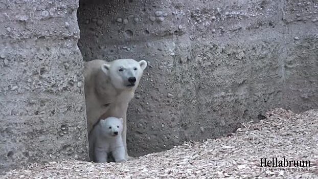 Белый медвежонок в Мюнхенском зоопарке впервые вышел на прогулку