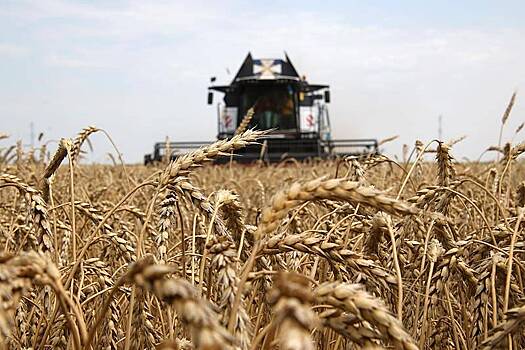 Минсельхоз заявил об очень низкой урожайности зерна в ключевом агрорегионе