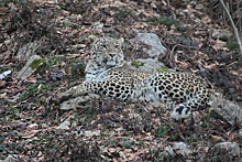 Восемь из 10 леопардов из нацпарка в Сочи прижились в дикой природе