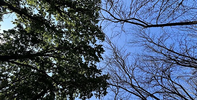 Городские власти ищут пути спасения ясеней, пораженных изумрудной златкой