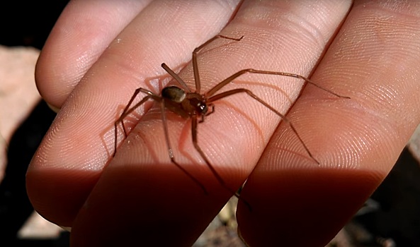 Ядовитых пауков нового вида обнаружили жители Мексики в собственных домах
