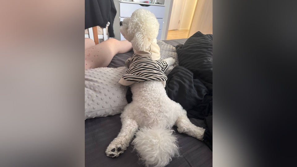 Собаке пришлось ампутировать хвост после посещения груминг-студии в Москве