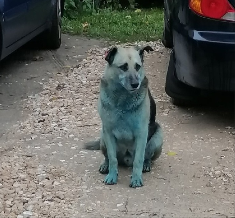 Почему собака синяя. Синие собаки в Дзержинске. Голубая собака. Синяя собака. Голубые собаки в Дзержинске.