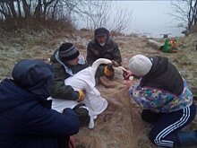 Лебедь, которого спасли волонтёры в Суоярвском районе, умер