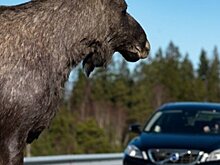 Cupra Formentor VZ 2021 проходит «тест на лося»