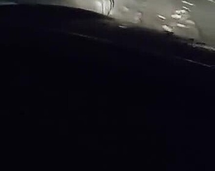 Шедшего по дороге тигренка заметили и сняли на видео в Подмосковье