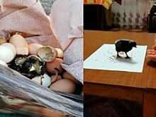 Побег из курятника. Цыпленок, спасенный из помойки, приручился к человеку