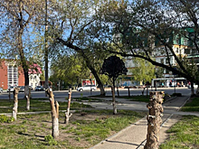 Полиция Барнаула ищет тех, кто варварски провёл обрезку яблонь на проспекте Строителей