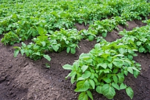 Агроном рассказал, надо ли косить ботву картофеля перед уборкой урожая