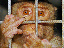 «Нужно проследить, чтобы не попала к нам»: Академик РАН об оспе обезьян