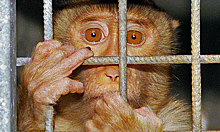 «Нужно проследить, чтобы не попала к нам»: Академик РАН об оспе обезьян