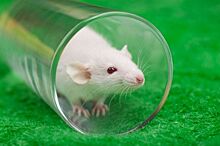 Алкоголизм крыс вылечили с помощью лазера