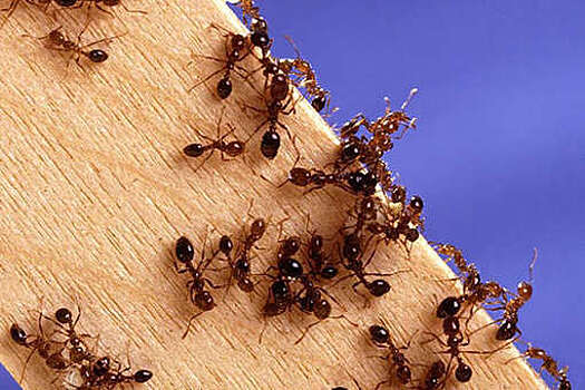 В сети обсуждают, как быстро избавиться от муравьев на даче