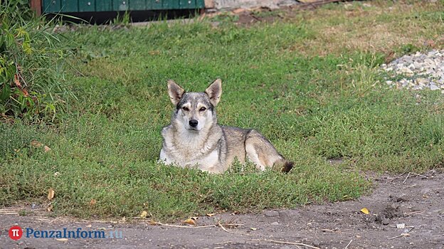 В Белинском в пользу укушенного псом ребенка взыскали 20 000 рублей