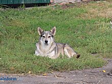 В Белинском в пользу укушенного псом ребенка взыскали 20 000 рублей
