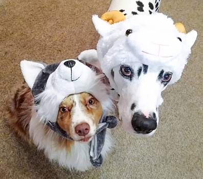 От сфинксов до попугаев: 10 Instagram-аккаунтов животных с челябинской пропиской