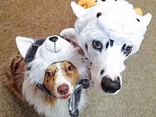 От сфинксов до попугаев: 10 Instagram-аккаунтов животных с челябинской пропиской