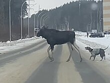 В Заречном лось проигнорировал попытку собаки поторопить его