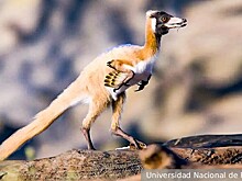 Крошечный альваресзавр из Патагонии изменил представления о тероподах