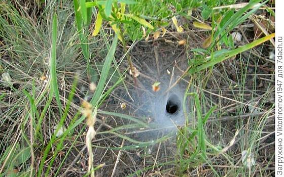 Кто живёт в такой норке?