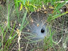 Кто живёт в такой норке?