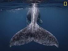 Лучшие фото по версии National Geographic Travel Photographer