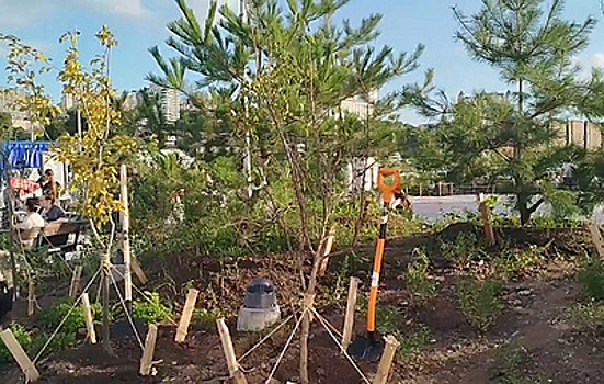 Во Владивостоке высадили 80 деревьев в честь 80-летия Великой Победы