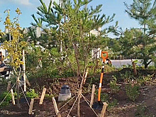 Во Владивостоке высадили 80 деревьев в честь 80-летия Великой Победы