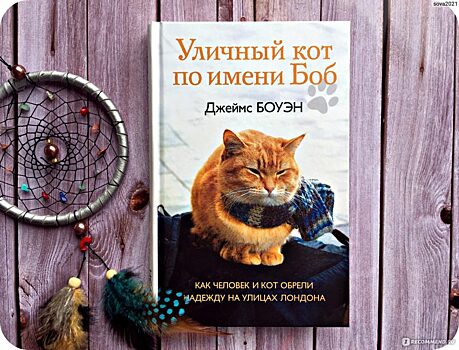 Для школьных библиотек закупят книгу Боуэна «Уличный кот по кличке Боб»