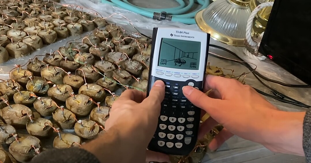 YouTube-блогер под ником Equalo смог запустить Doom на графическом калькуляторе TI-84, причем аккумулятором для устройства послужили примерно 100 фунтов подгнившей картошки, соединенных в электрическую цепь. Шутки про «картофельный компьютер» никогда прежде не были настолько актуальными