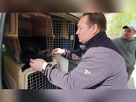 Адвокат владельца «Пяти звезд» считает его освобождение из СИЗО правильным