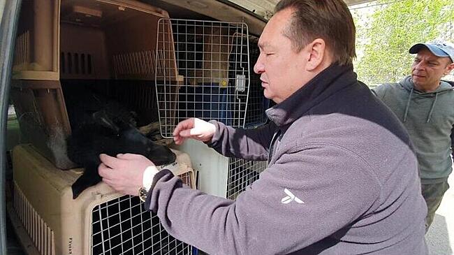 Адвокат владельца «Пяти звезд» считает его освобождение из СИЗО правильным