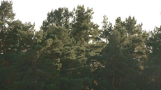 В Пензенской области планируют восстановить еще один дендрарий