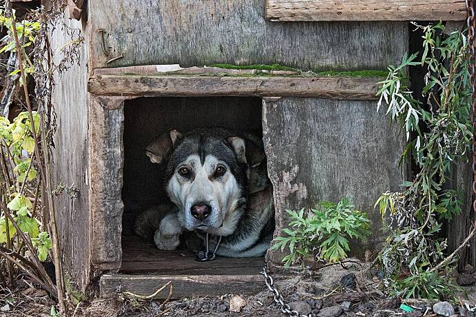Россиянин выгнал собаку из будки и пытался спрятаться там от силовиков