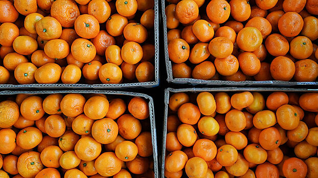 Названы страны – крупнейшие поставщики мандаринов в Россию