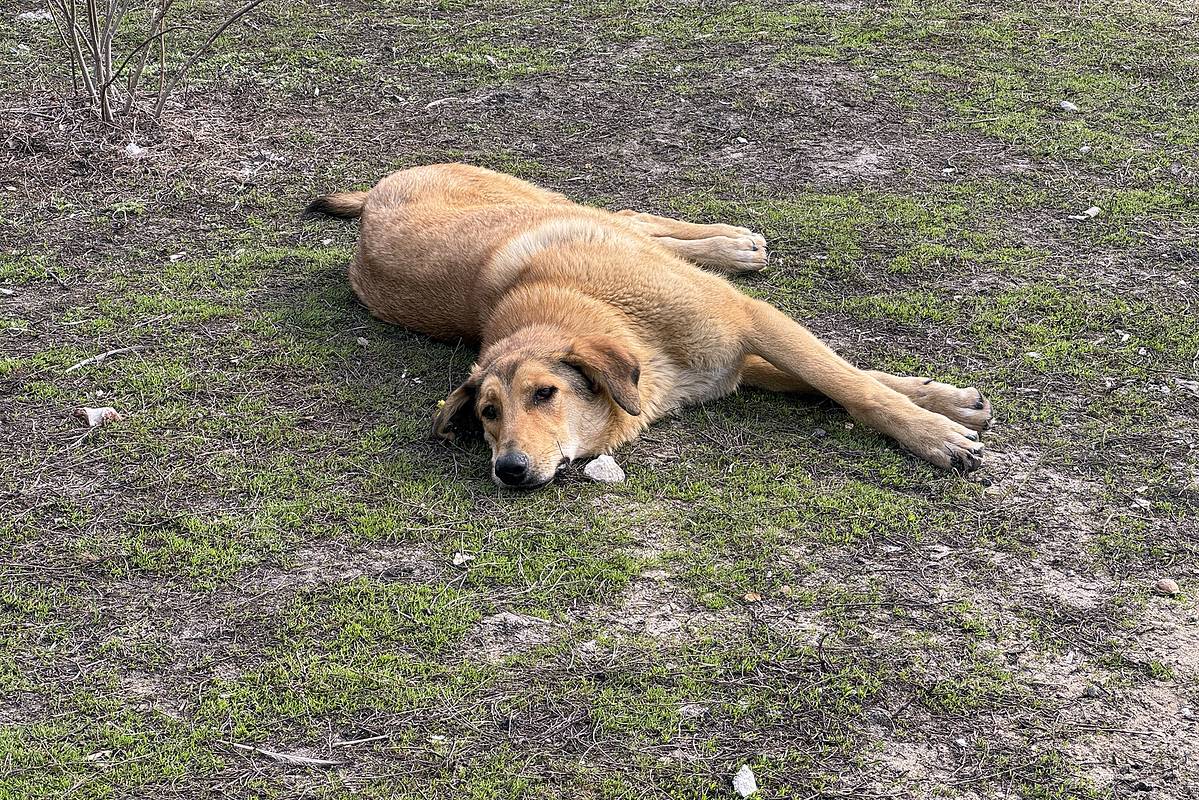 Свидетелям распыления собачьего яда назвали порядок действий для поимки преступников