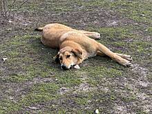 Свидетелям распыления собачьего яда назвали порядок действий для поимки преступников